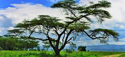 Kenia, Gran safari kili